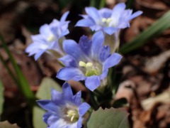青色の小さな花のフデリンドウ