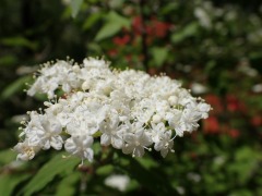 小さな白い花が集まるコバノガマズミ