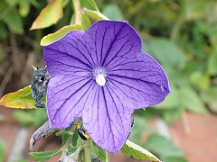 紫色のキキョウのアップの写真。