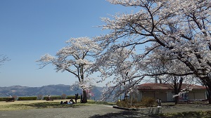 美の山公園のサクラの写真