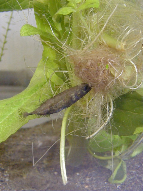 写真1 営巣する雄のムサシトミヨ