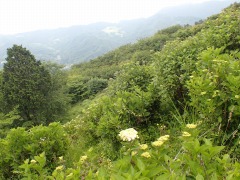 一輪だけ斜面に咲くアジサイの写真。曇り空。