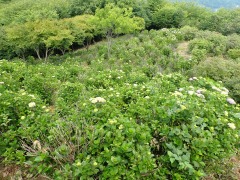 東展望台から見たアジサイ園地色づき始め