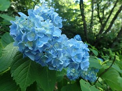 アジサイ園地の木陰の下の水色のセイヨウアジサイ。