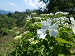 日向にある白いガクアジサイ。まだ咲き始め。