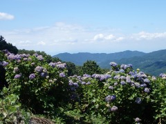 見頃を迎えたアジサイと山々