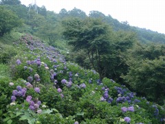 斜面に咲いている紫陽花の写真。ほとんど紫色系。