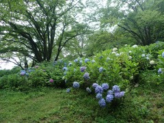 斜面の下から撮影した紫陽花の写真。青色系が多い。左奥に木あり。