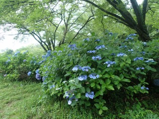 木の下に咲いている薄青色の紫陽花の写真。