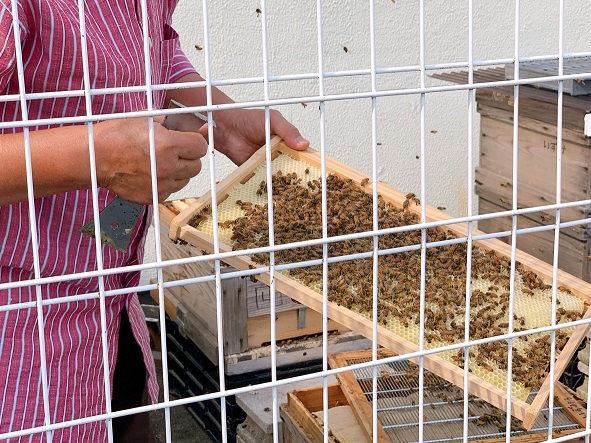 ハチミツ採取