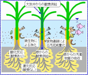 自然の水辺の自浄作用の説明画像