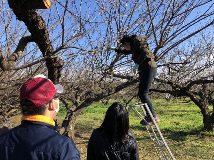 山口農園　梅木のせん定をしている写真です
