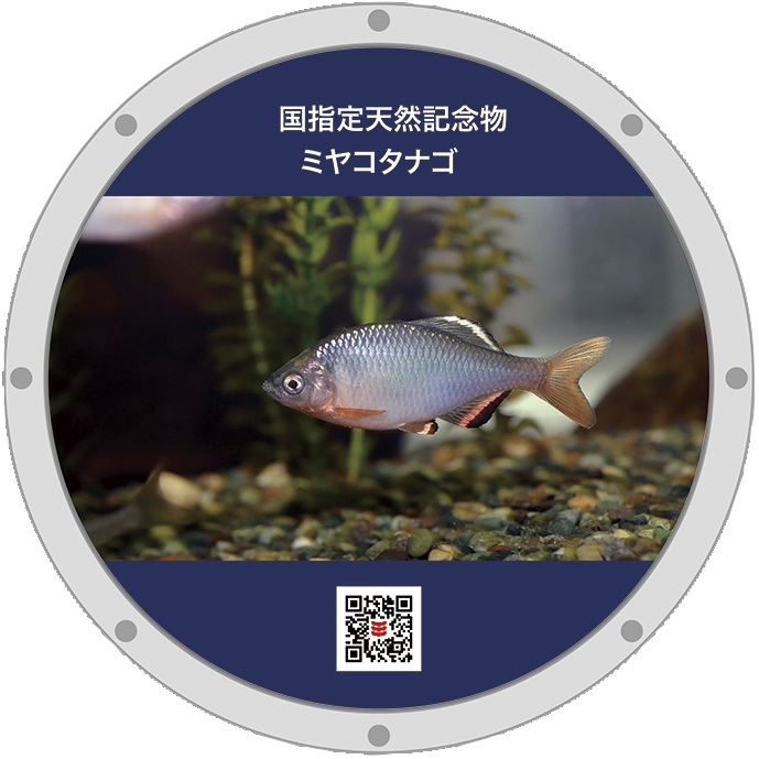 所沢15