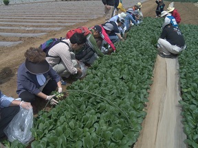 三富産野菜収穫体験