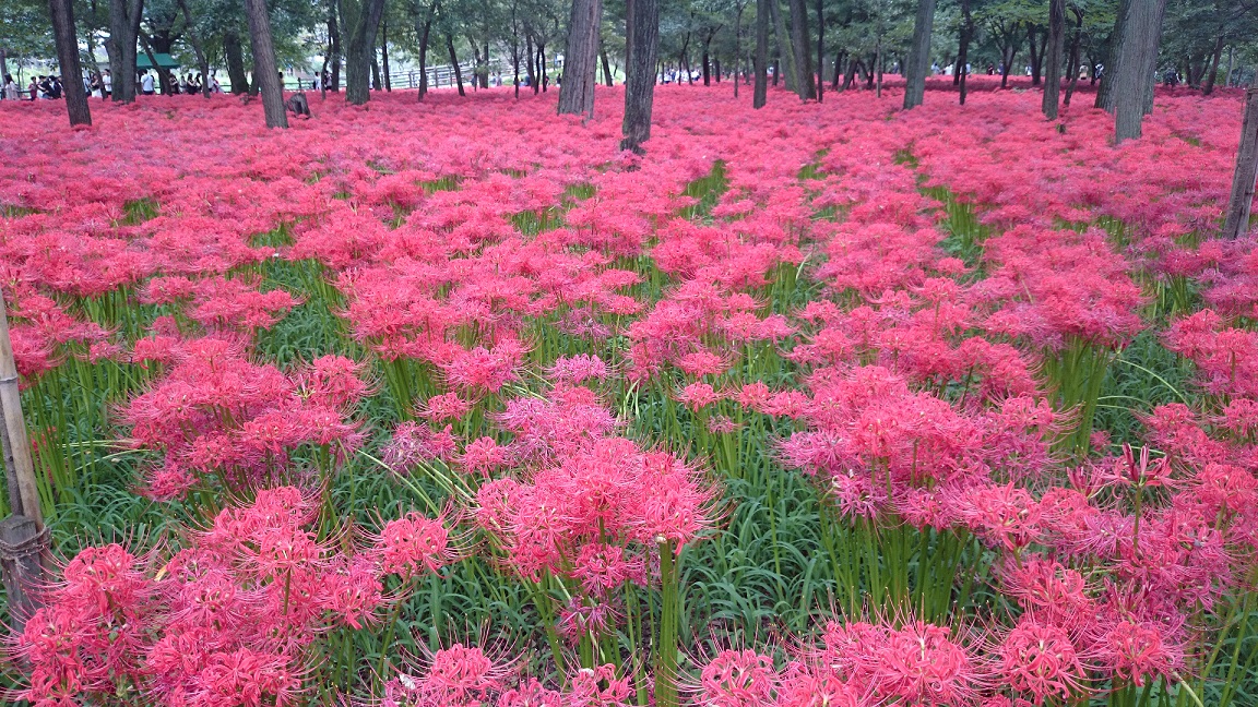 曼珠沙華