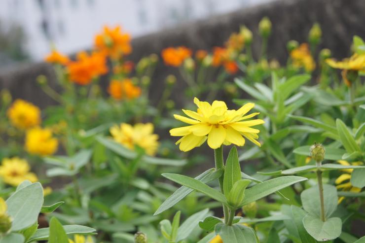 黄色が鮮やかな花