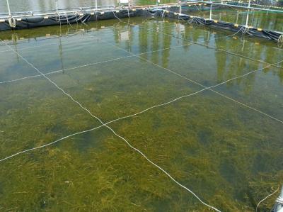 別所沼の実験室で再生した「淡水の森」（沈水植物イトモ）