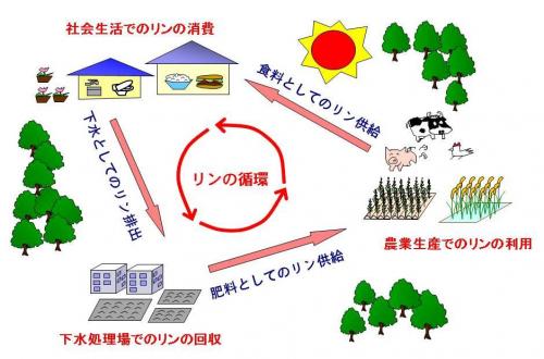 リン資源の循環