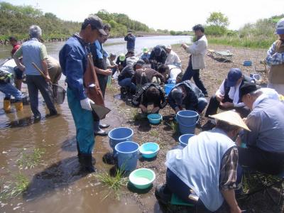 標識アユの脂ひれ切除作業の様子