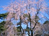 シダレ桜