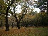 ソメイヨシノ紅葉