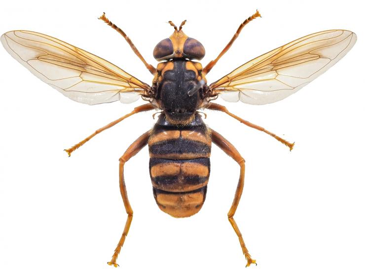ハチに擬態したハナアブの仲間の画像