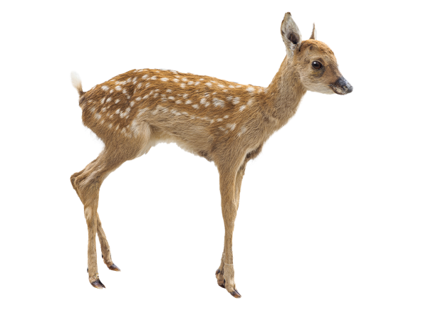鹿子模様の由来となったニホンジカの幼獣の画像