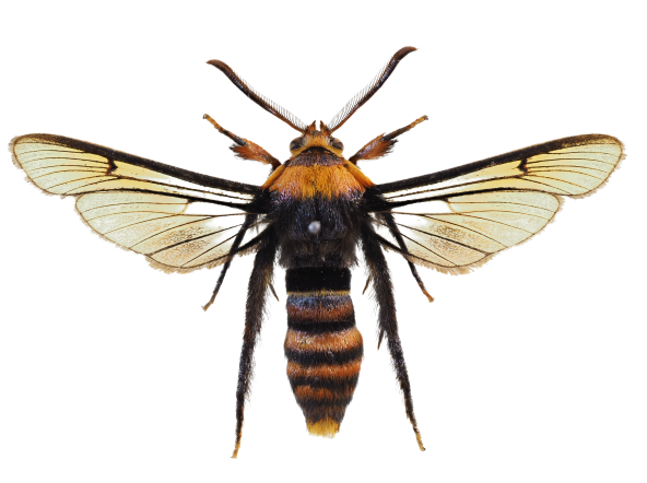 ハチに擬態したスカシバの仲間の画像