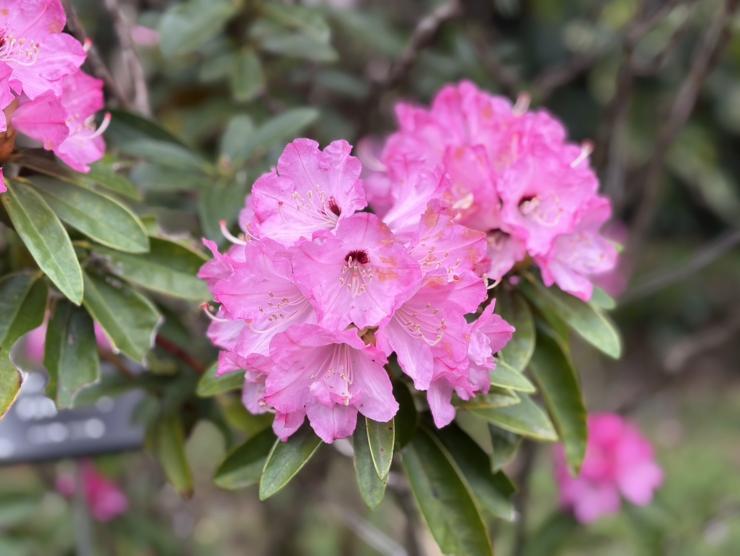 アズマシャクナゲ