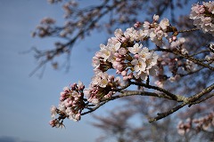ソメイヨシノの標準木、アップ写真