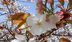 花が白色のオムロアリアケのアップ写真