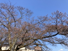 開花した公園入口のソメイヨシノ