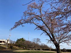 エントランス広場にある1～2分咲きの桜