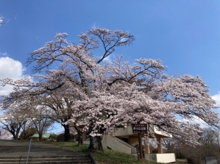 満開を迎えた標本木のソメイヨシノ