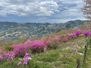ピンク色の見頃のミツバツツジ、背景は新緑の山々