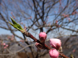 濃いピンク色のハナモモのアップ写真