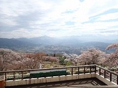 入口展望台からの秩父盆地の眺め、桜あり