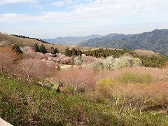 東口展望台からの花の森