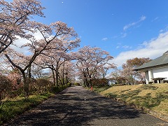 青空に映えるソメイヨシノの並木道