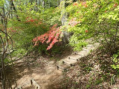 階段の隣にある見頃のヤマツツジの株