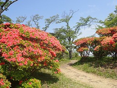 エントランス広場にある大きな株の満開なヤマツツジ