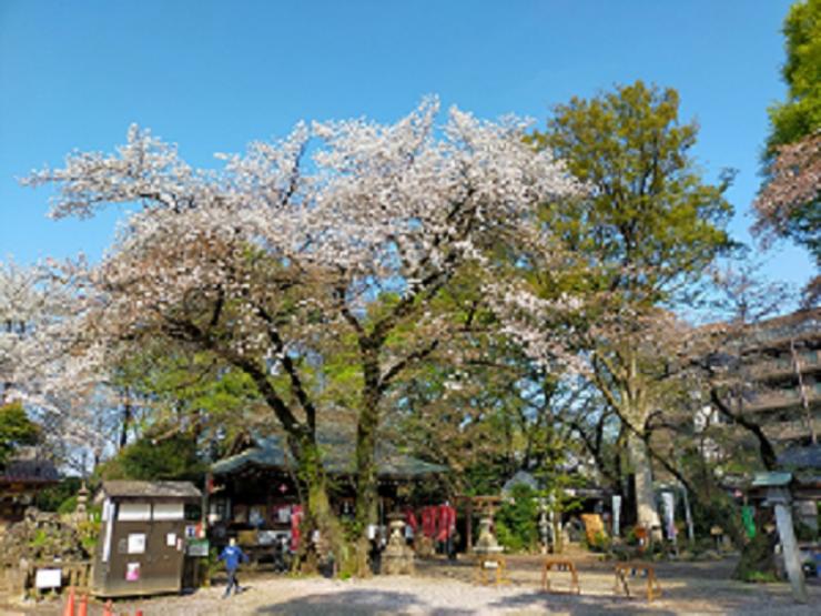 敷島神社の桜