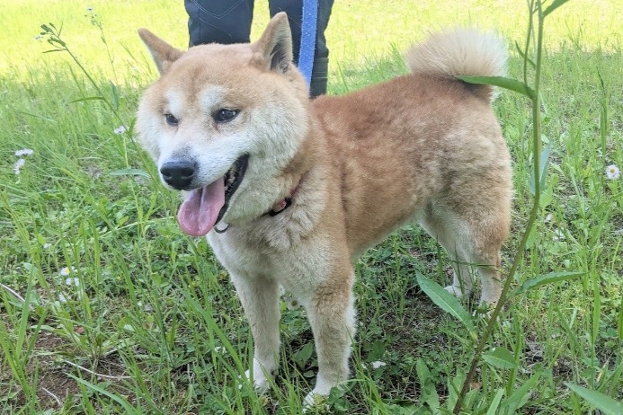 保護犬のまるちゃん