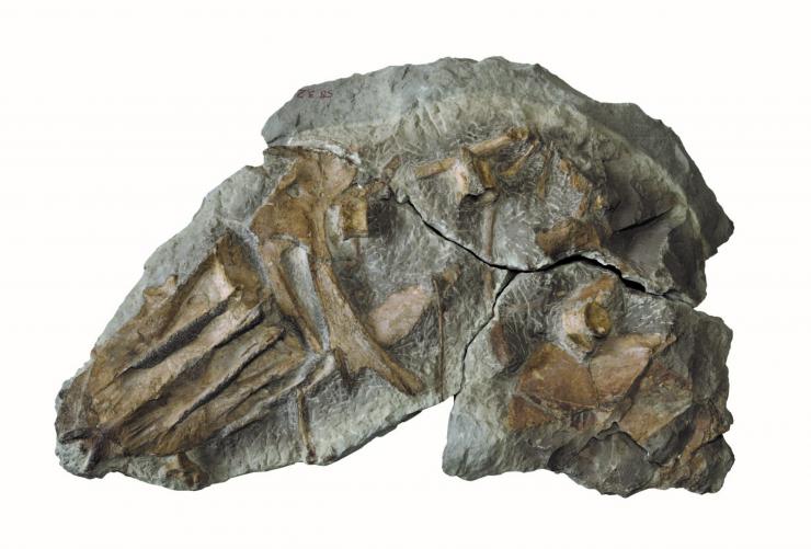 チチブサワラ骨格化石