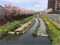 両側に桜が咲いた川の写真