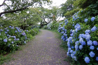 両端に水色のアジサイの遊歩道。