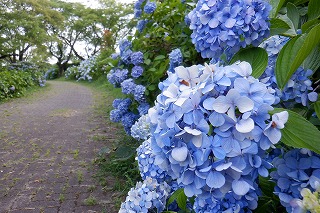 見頃過ぎた水色のアジサイの株。