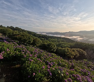 朝日に照らされた斜面いっぱいのアジサイ。朝日の影響でオレンジがかっている。