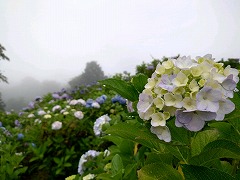 咲き始めのアジサイをアップにした写真。背景にはいろいろな色のアジサイ。霧が濃く景色が見えない。