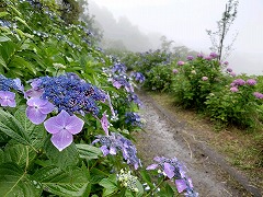 青いガクアジサイの遊歩道。山に霧がかかっている。